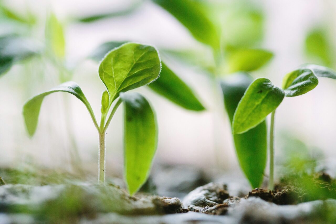 The indisputable ERP choice for growing businesses – SAP Business One
